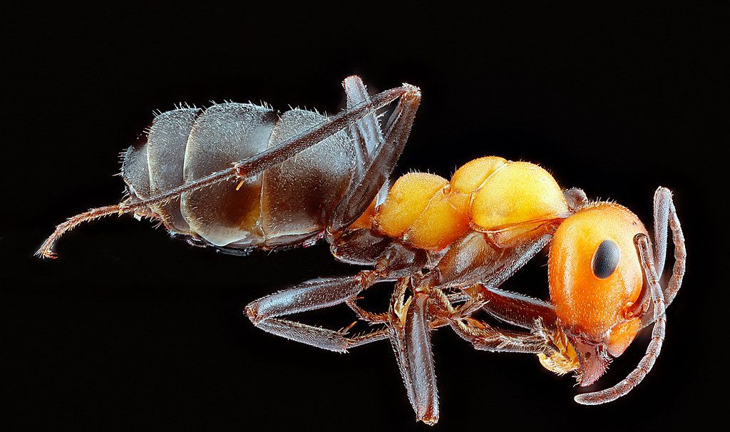 Ant Control service in Fort Lauderdale, FL
