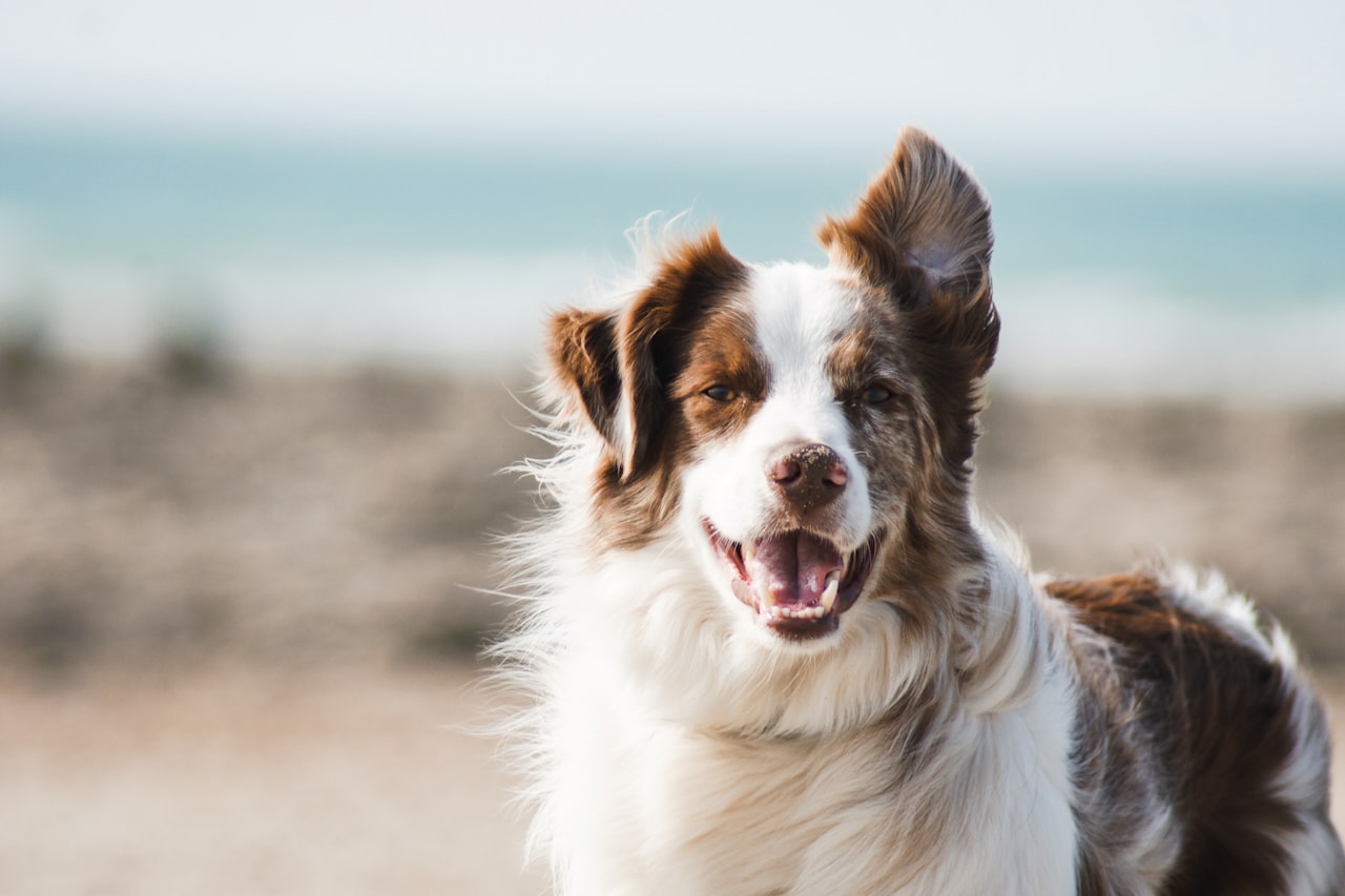 Flea & Tick Control service in Fort Lauderdale, FL