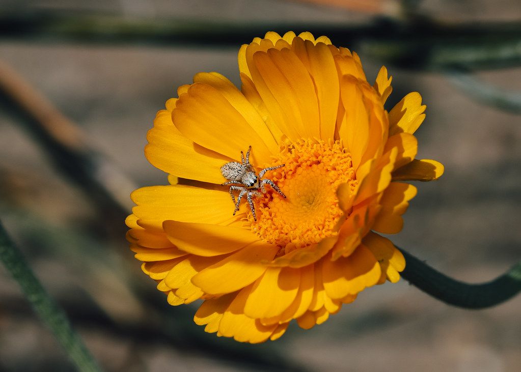 Spider Control service in Fort Lauderdale, FL